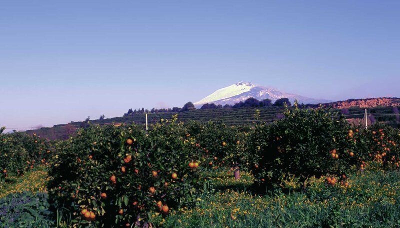 Orangenhänge auf Sizilien; im Hindergrund der Ätna. – Bild: ZDF und HR/​Fototeca ENIT/​Vito Arcomano