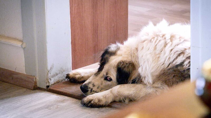 rec. Psychopharmaka bei Hunden – Therapie gegen Angst und Aggressionen Depressive Hündin Sina; rec. Psychopharmaka bei Hunden – Therapie gegen Angst und Aggressionen Depressive Hündin Sina Copyright: SRF – Bild: SRF rec. Psychopharmaka bei Hunden – Therapie gegen Angst und Aggressionen Depressive Hündin Sina; rec. Psychopharmaka bei Hunden – Therapie gegen Angst und Aggressionen Depressive Hündin Sina Copyright: SRF – Bild: SRF
