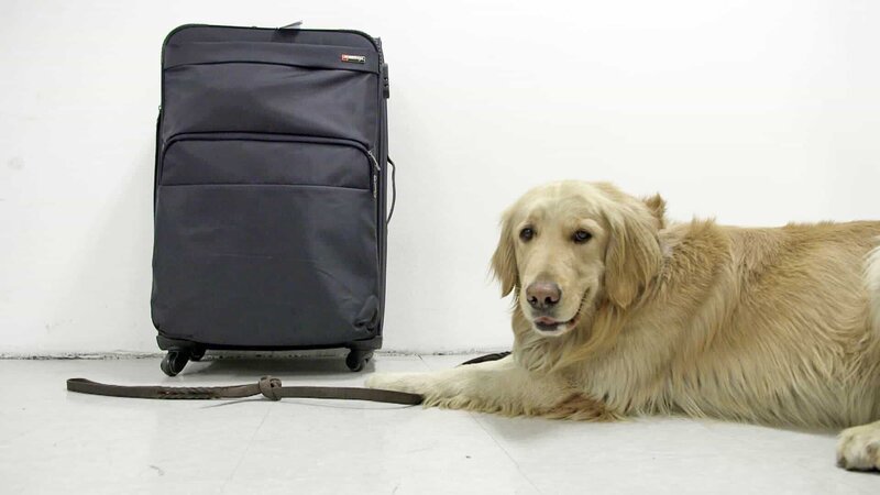 BOGOTA, Colombia – A sniffing dog selects a piece of luggage. (Photo Credit: National Geographic Channels/​Mario Lazcano) – Bild: Mario Lazcano /​ National Geographic Channels/​Mario Lazcano /​ National Geographic Channels /​ National Geographic Channels