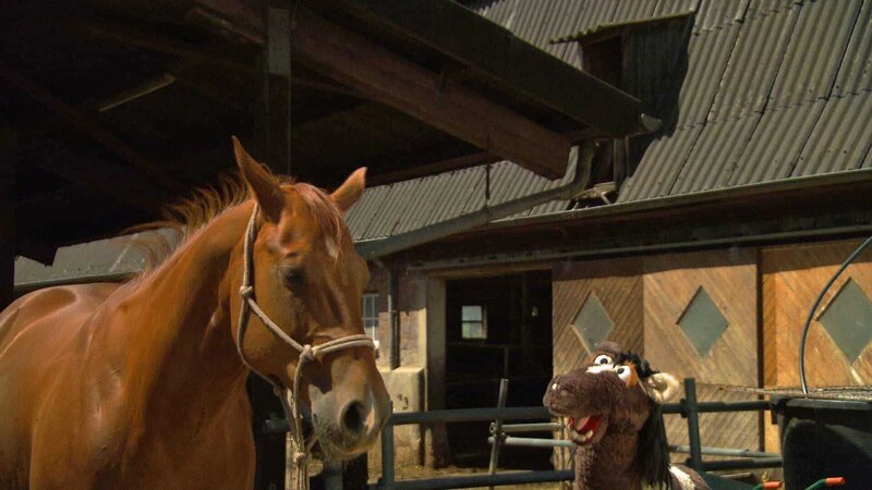 Pferd bildet mit der Stute Hufi eine Herde. – Bild: NDR/​Sesame Workshop