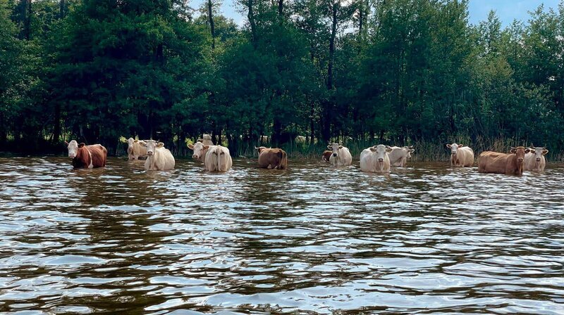 Ein seltenes Bild: Kühe suchen Abkühlung im See in Groß Schauen. – Bild: NDR/​rbb/​Patricia Corniciuk