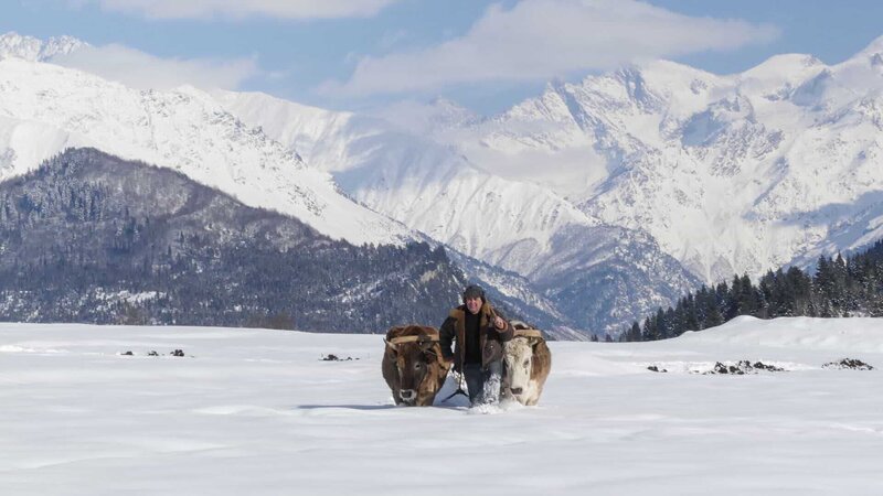 Im unwegsamen Svanetien ist Winter wie Sommer der Ochsenschlitten das verlässlichste Transportmittel. Die Verwendung des sendungsbezogenen Materials ist nur mit dem Hinweis und Verlinkung auf RTL+ gestattet. – Bild: RTL /​ MedienKontor/​ Carolin Reiter /​ Svanetien – Von Lebenden und Toten