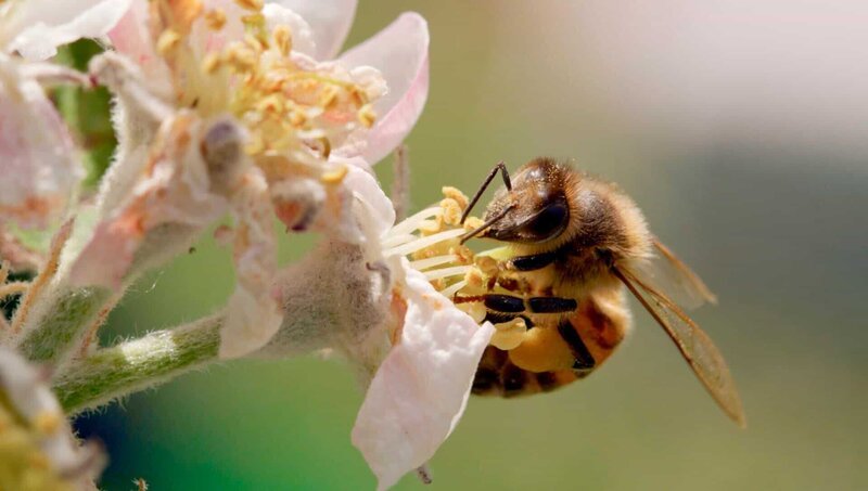 Honigbienen können bis zu 3.000 Blüten am Tag besuchen. – Bild: Brian McClatchy /​ WDR /​ WDR/​Brian McClatchy