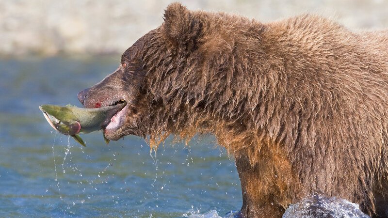 Braunbären sind die größten Landraubtiere. Sie rivalisieren um die besten Fisch-Fangplätze. – Bild: BILD