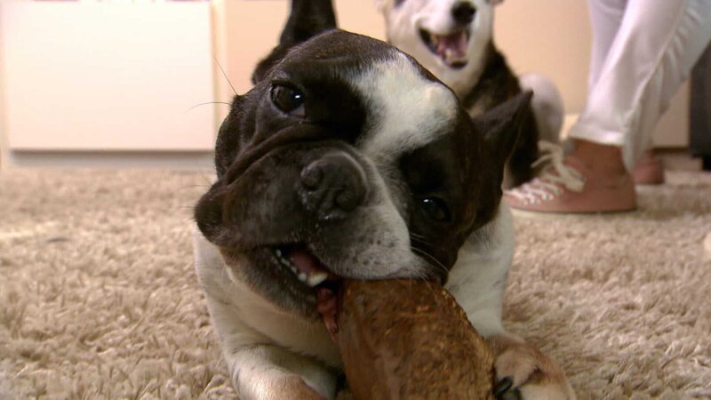 Die französische Bulldogge „Lotte“ hat eine ganz spezielle kulinarischen Leidenschaft: Sie steht auf Hundekot … – Bild: MG RTL D /​ Mina TV Foto: MG RTL D /​ Mina TV