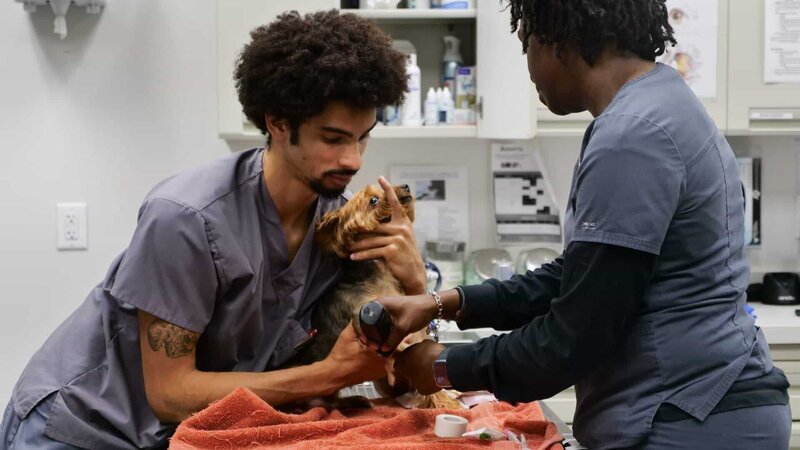 Prince is prepped for his surgery. – Bild: Animal Planet /​ Photobank;36972_ep406_018.jpg /​ Discovery Communications, LLC