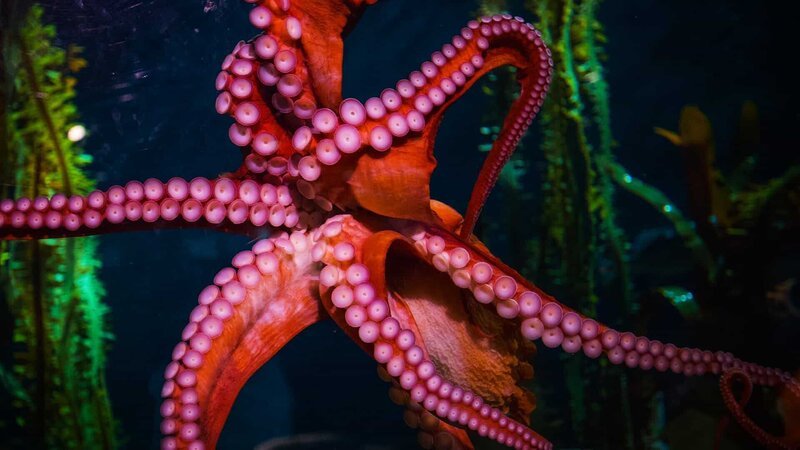 Octopus Ophelia. – Bild: Animal Planet