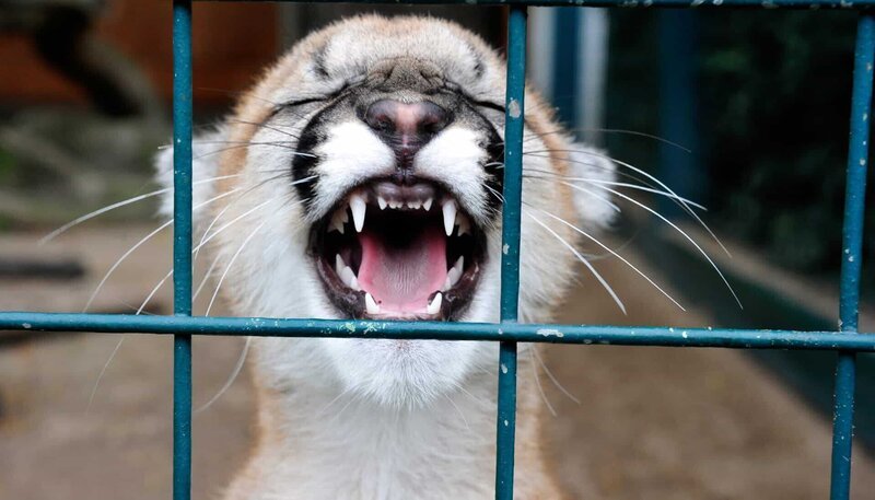Seltener Nachwuchs im Tierpark Berlin ist das Montana Puma-Mädchen Missoula. – Bild: rbb/​Thomas Ernst