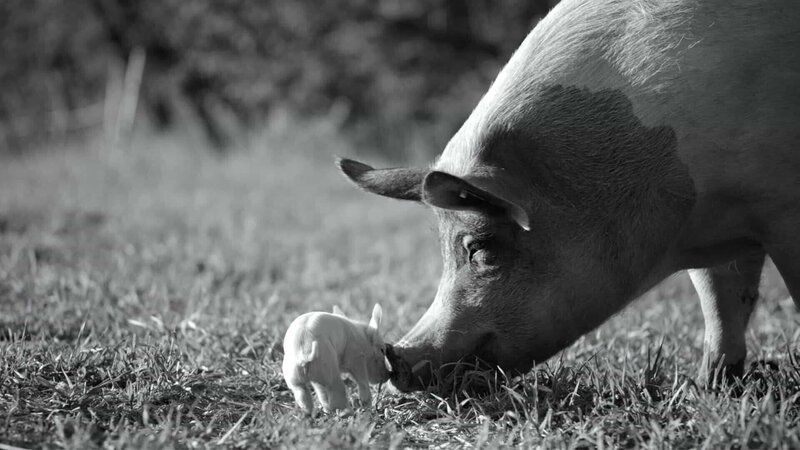 Hausschwein Gunda mit einem ihrer Ferkel – Bild: RTL / © 2020 Sant & Usant Productions Hausschwein Gunda mit einem ihrer Ferkel – Bild: RTL / © 2020 Sant & Usant Productions