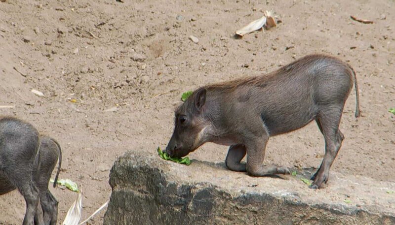 Warzenschwein-Frischling im Opel-Zoo Kronberg. – Bild: HR