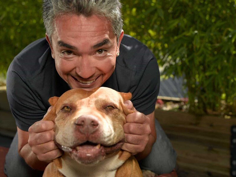Cesar Millan with Daddy. Daddy is a pit bull who belongs to rap performer Red Man. Daddy assisted in the televised rehabilitation of Oprah Winfrey’s dog, Sophie. His solid presence is often a shock to problem dogs, but his energy ultimately teaches them how to fit into the family unit’s „pack.“. – Bild: Mark Theissan