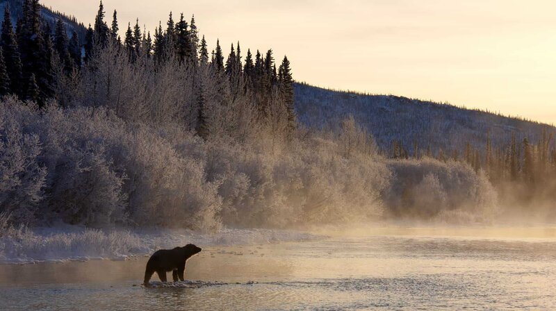 Ein Grizzlybär steht in der Morgensonne mitten im Fishing Branch River im Yukon in Kanada. – Bild: WDR/​Phil Timpany/​Omnifilm Entertainment