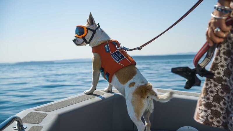 Gegen das gleißende Licht auf dem Wasser werden die Augen des Hundes mit einer Sonnenbrille geschützt. – Bild: ZDF und Chris Grewe.