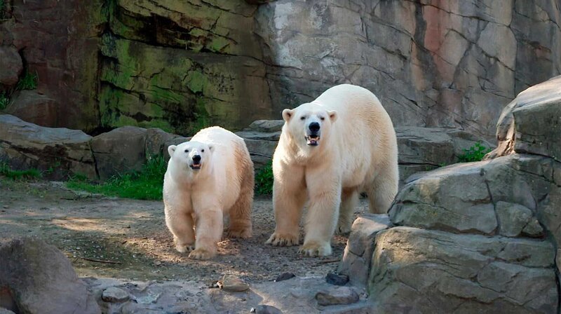 Eisbären auf Annäherungskurs – über drei Jahre lang sind Milana und Sprinter nicht mehr zusammen gewesen. Durch die Geburt von Nachwuchs Nana gab es bei den beiden eine Liebespause. Doch das Eisbären-Date läuft anders als erwartet … – Bild: NDR/​Doclights/​Jeannine Apsel