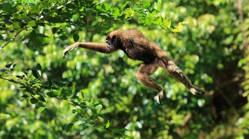 Gibbons sind an das Leben in den Wäldern Borneos perfekt angepasst. – Bild: NDR/Doclights GmbH/Terramater/Matt Hamilton Gibbons sind an das Leben in den Wäldern Borneos perfekt angepasst. – Bild: NDR/Doclights GmbH/Terramater/Matt Hamilton