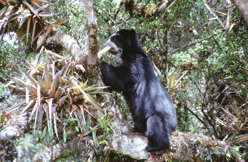 Brillenbären ernähren sich hauptsächlich von Pflanzen wie Bromelien – Bild: ZDF und Natural History New Zealand Ltd..