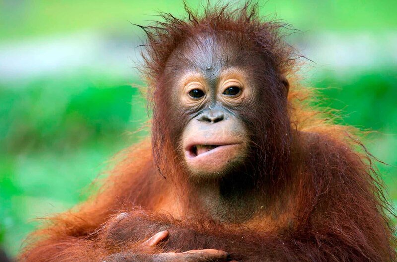 Genau wie die Menschen haben viele der Primaten eine lange Kindheit. Besonders Orang-Utan Youngster erhalten ihr ganzes Wissen von der Mutter. Wird sie gejagt oder getötet, bedeutet es auch das Ende für die Kleinen, es sei denn sie finden Platz in einer der Waisenheime – Bild: PHOENIX/​ZDF/​Mark MacEwen