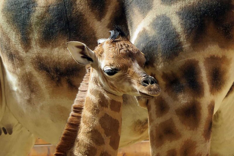 Giraffenbaby Kabale, aus dem Kronberger Opel-Zoo. – Bild: HR/​Antje Mergel