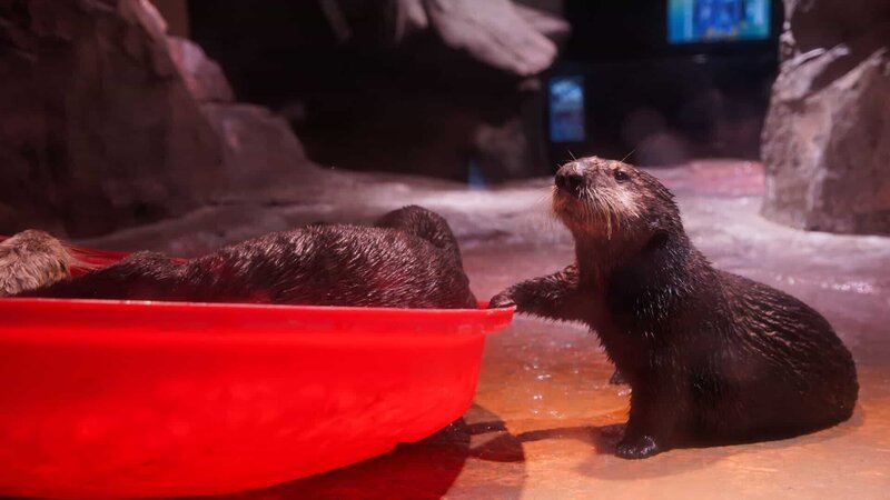 Sea Otter Mara. – Bild: Animal Planet /​ Discovery Communications, LLC