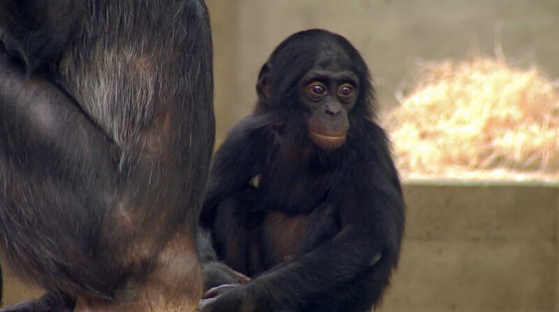Bonobo-Baby in der Wilhelma. – Bild: BR/​SWR/​Christian Neumann
