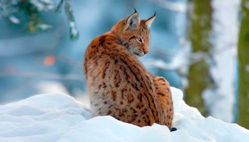 Für die heimische Tierwelt ist der Winter keine leichte Zeit bei der Suche nach Nahrung. – Luchs – Bild: WDR/​Steffen Sailer