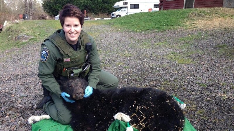 Officer Porous with a sedated black bear. – Bild: Animal Planet /​ Discovery Communications