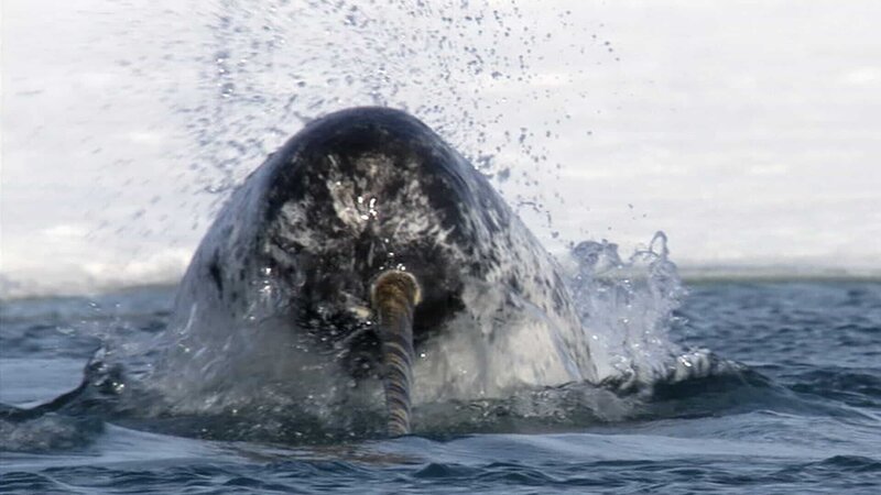 Narwale fühlen sich in der Arktis besonders wohl. Sie sind bestens an das Leben in der Kälte angepasst. Doch jetzt zieht sich das Eis immer weiter zurück, so dass ihre Feinde, die immer Abstand zum Meereis halten, in ihren Lebensraum vordringen können. – Bild: ZDF und BBC./​BBC