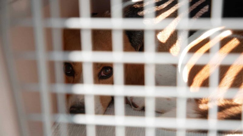 Laborhund Emerson hat Panikattacken und traut keinem Futter. – Bild: NDR