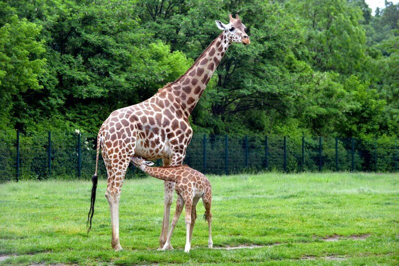 Uganda-Giraffenkuh Inge mit Jungtier Bine – Bild: rbb/​Thomas Ernst