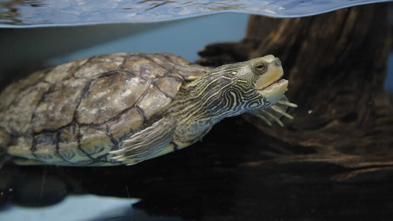 False Map Turtle Maggie – Bild: Animal Planet /​ Discovery Communications, LLC