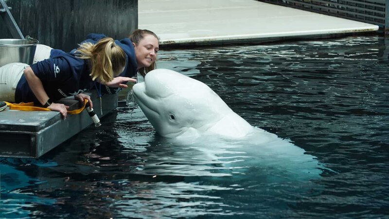 Beluga Whale with Trainers – Bild: Animal Planet /​ Discovery Communications, LLC