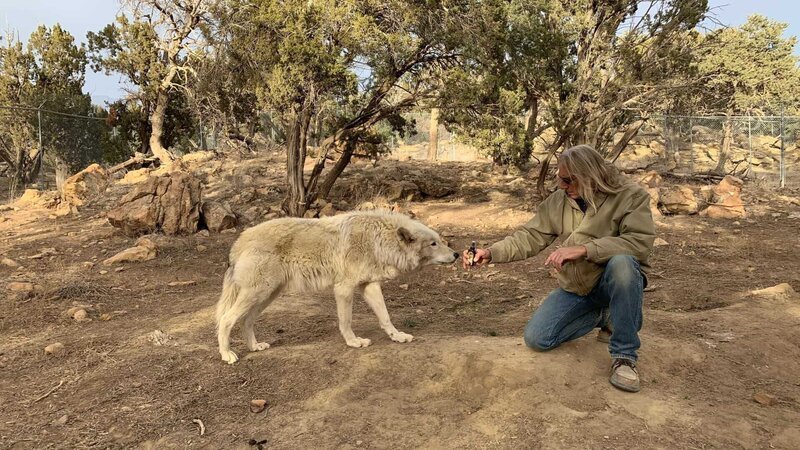 Leyton Cougar aka The Wolf Daddy, with his arctic wolf. – Bild: Discovery Communications, LLC