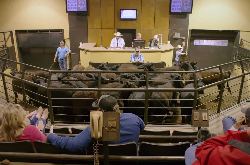 In Form einer Live-Auktion werden verschiedene Rinderrassen auf den Oklahoma National Stockyards versteigert. – Bild: Grand Angle Production /​ © Grand Angle Production
