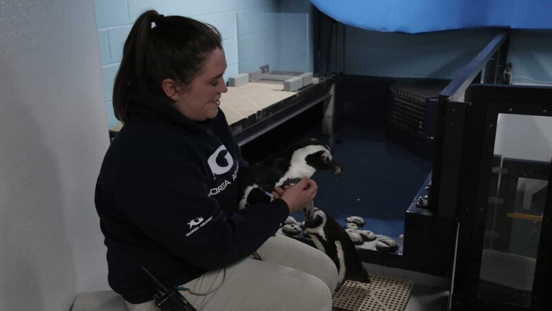 Laken Workman holds penguin Charlie in Penguin Holding – Bild: Animal Planet /​ Discovery Communications, LLC