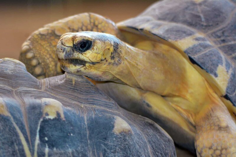 Bei Legenot wird es für eine Schildkröte lebensgefährlich. – Bild: Jens-Uwe Heins