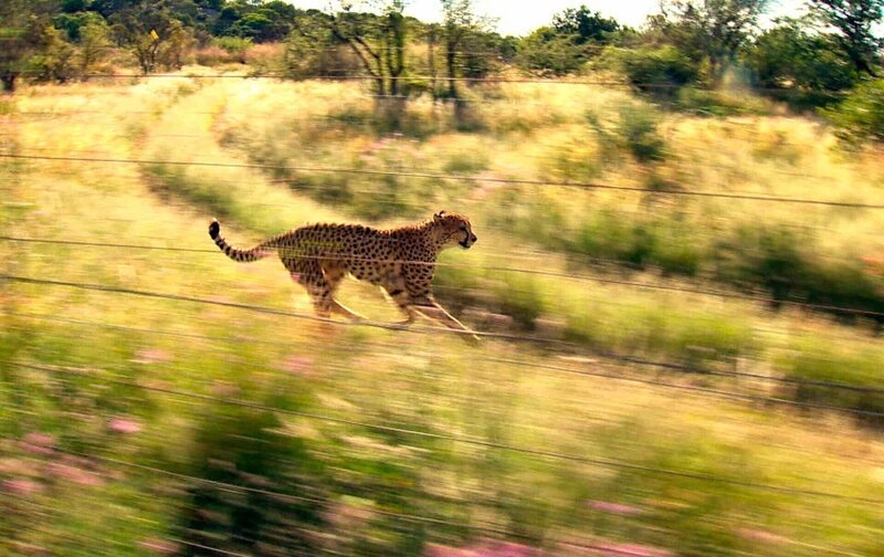 Mit Volldampf rasen die Geparden auf ihr Essen zu. – Bild: BR/​SWR/​Matias Lackner/​Matias Lackner