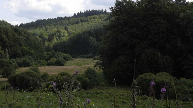 Der Steigerwald – Bild: BR/​Marion Pöllmann/​Marion Pöllmann