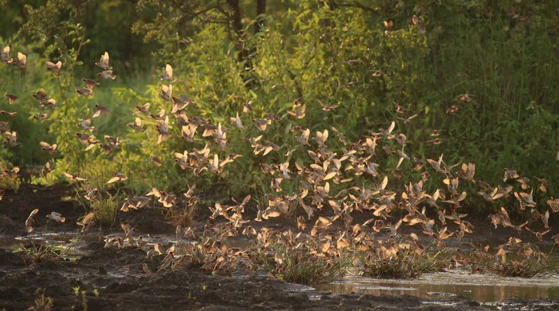 Vogelschwarm im Sonnenlicht – Bild: WDR/​Plimsoll Productions