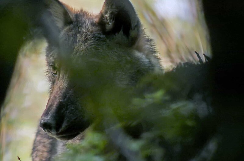 Der Wolf ist zurückgekehrt mitten im Herzen Italiens, dem Nationalpark Abruzzen, Latium und Molise. – Bild: Marco Andreini /​ © Marco Andreini