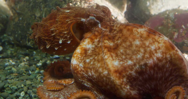 Riesenkraken - Geheimnisvolle Wesen aus der Tiefe – Bild: ORF/​NDR Naturfilm/​doclights/​© Florian Graner