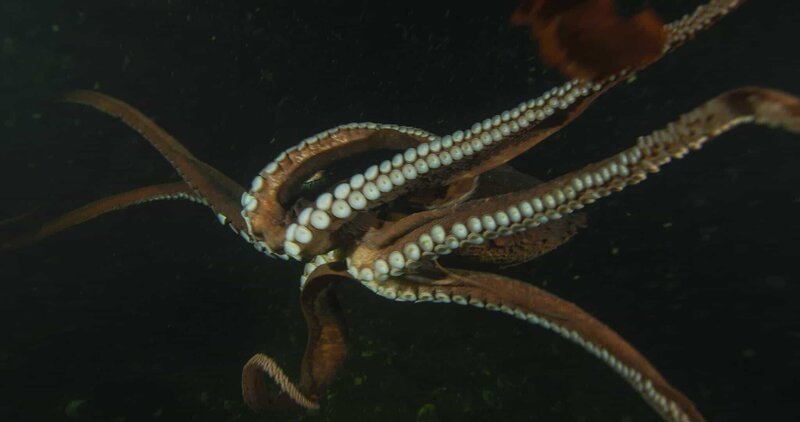 Riesenkraken können mit ihren kräftigen Armen das Vielfache ihres eigenen Gewichtes bewegen. – Bild: ORF/​NDR Naturfilm/​doclights/​© Florian Graner