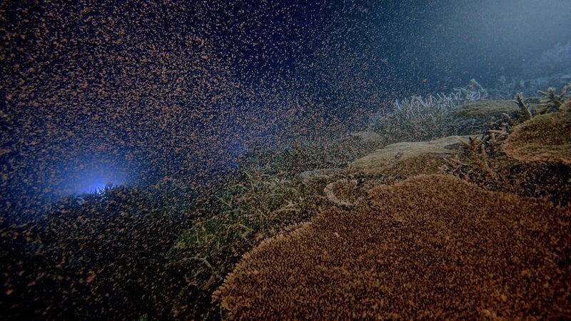 Das Massenlaichen der Korallen. – Bild: ZDF und NHK