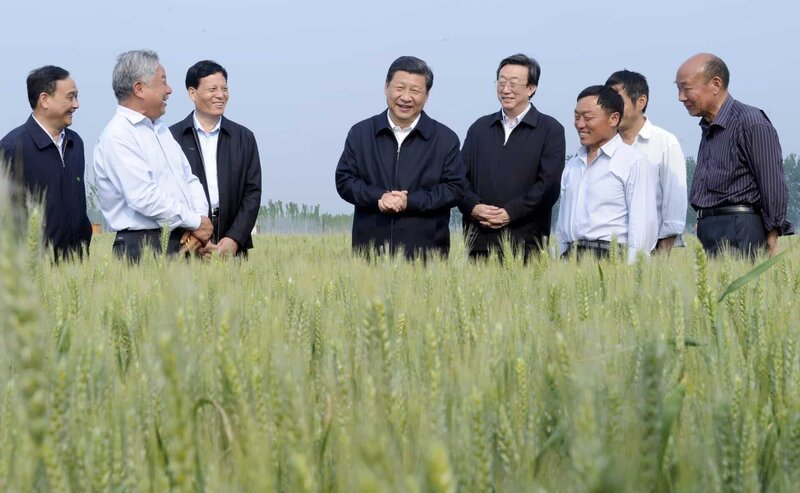 Xi Jinping bei einer Inspektion eines Weizenfeldes in Zhangshi am 09. Mai 2014. – Bild: ZDF und Imago/​ Xinhua./​Imago/​ Xinhua