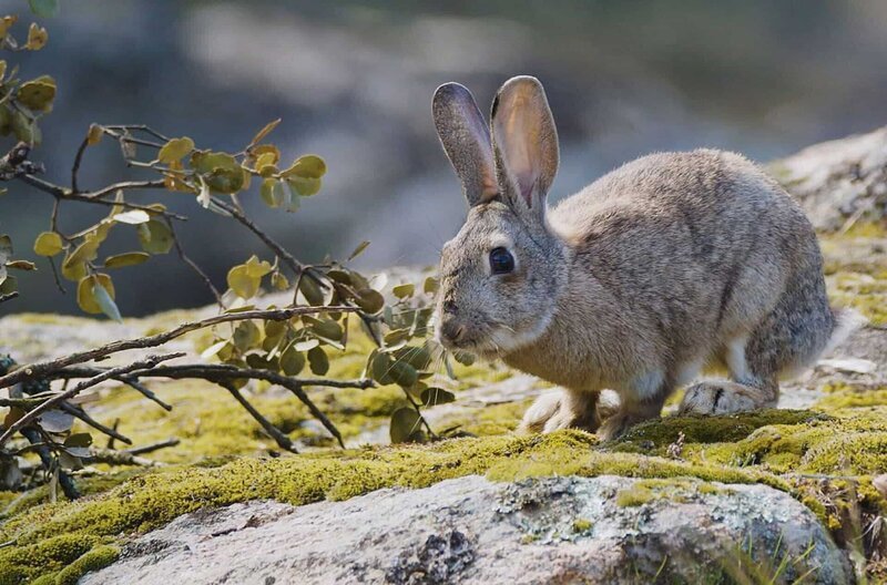 Seit Tausenden von Jahren graben Wildkaninchen auf der Iberischen Halbinsel ihre Höhlen. – Bild: Into the Wild Productions /​ Seit Tausenden von Jahren graben Wildkaninchen auf der Iberischen Halbinsel ihre Höhlen.