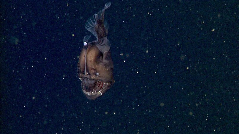 Ein Tiefsee-Anglerfisch lockt mit seiner leuchtenden Angel im Planktonstrom Beute an. – Bild: ZDF und NHK./​NHK