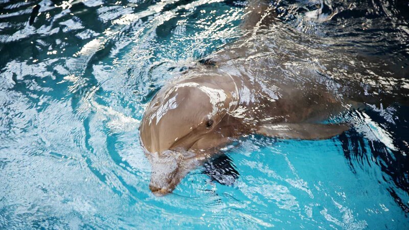 Close up of dolphin swimming. – Bild: Warner Bros. Discovery