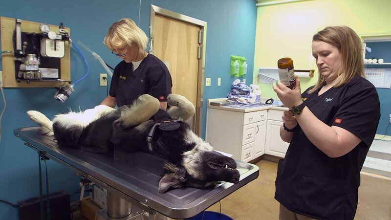 Dee and her vet tech, Tiffany preparing to perform a neuter. – Bild: Discovery Communications, Inc.