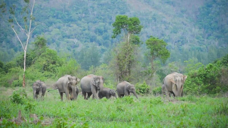 Eine Herde asiatischer Elefanten wandert durch das Grasland. In ganz Thailand sind die Tiere ständig auf der Suche nach Nahrung und befinden sich in einem tödlichen Kampf, um Beute zu finden oder nicht gefangen zu werden. (TV Burabha) – Bild: ZDF und TV Burabha