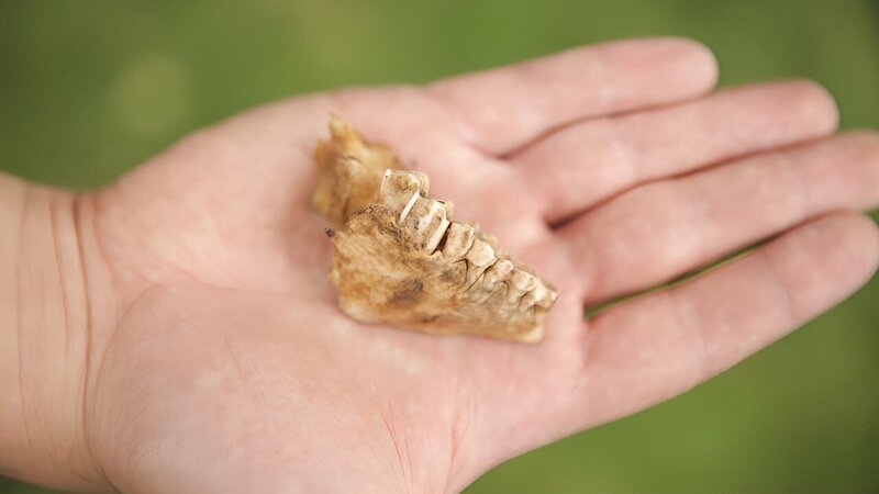A jawbone. – Bild: Discovery Communications