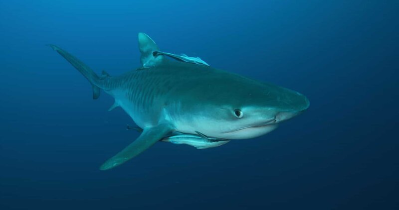 Nahaufnahme eines Tigerhais mit angehängtem Remora. – Bild: Christian Meola /​ Hazmat Productions /​ Warner Bros. Discovery